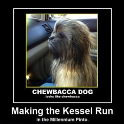 chewbaccadog.jpg