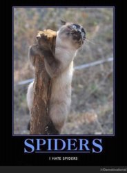 funny spiders I hate spiders.jpg