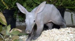 aardvark-main.jpg