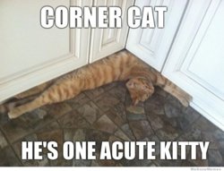 corner-cat-meme-acute-kitty.jpg