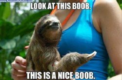 funny sloth lookatthisboob.jpg