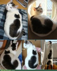 746fc_memes-a-cat-within-a-cat-catception_large.jpg