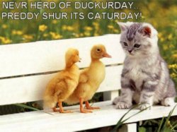 funny ki  duckurday caturday.jpg