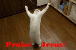 Jesuscat.jpg