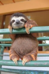 funny sloth hanging out.jpg