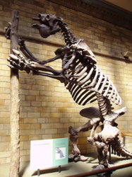 Megatherium_americanum_Skeleton_NHM.JPG