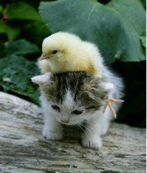 cute-chick-with-kitten.jpg