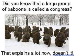 funny congress of baboons.jpg