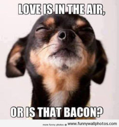 funny bacon love is in the air.jpg