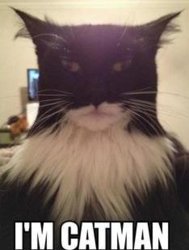 CatMan.jpg