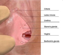 375px-Skenes_gland.jpg