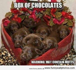 funny do box-of-chocolates.jpg