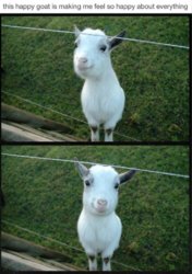 happygoat.jpg