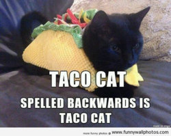 funny ca tacocat.jpg