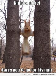 funny sq ninja-squirrel.jpg