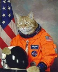 funny space astronaut cat.jpg