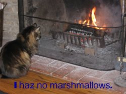 Tiggy_at_fireplace.jpg