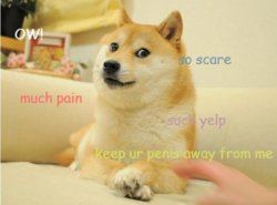 doge yelp.jpg