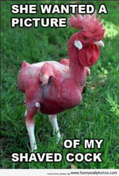 funny shaved cock.jpg