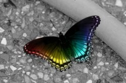 Rainbow-Butterfly-Images-4.jpg