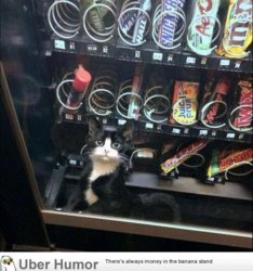 funny ca I used to think little elves worked inside vending machines turns out I was close.jpg