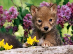 baby_animals_by_the_state_they_represent_51_hq_photos40_1396594150.jpg