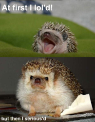 hedgehog.png