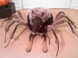 Spider-Dog.jpg