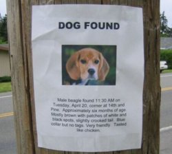 dog-found.jpg