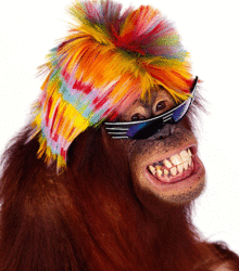 may19-sexy-electric-orangutan.gif