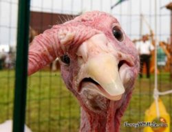 Vh-funny-turkey-01.jpg