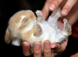 зая,animals,cute,rabbit,adorable,bunny-ce6d45a8080f14c7383139493660b415_h.jpg