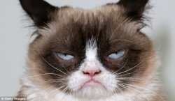 grumpy cat.jpg