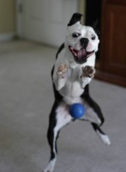 dogball.jpg