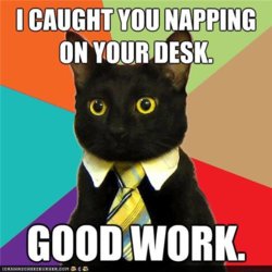 funny-pictures-memecats-business-cat-needs-you-perpetually-well-rested.jpg