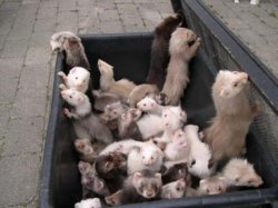 box_of_ferrets.jpg