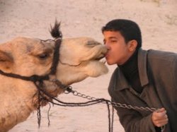 Camel kiss.jpg