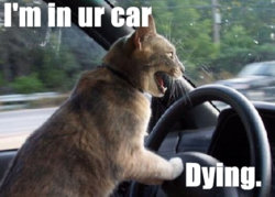 driving-cat.jpg