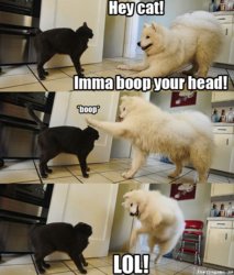 dogboop.jpg