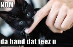 funny-pictures-black-kitten-noms-finger.jpg